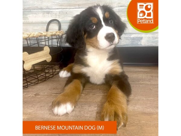 Bernese Mountain Dog – 3190
