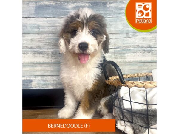 Bernedoodle – 3189