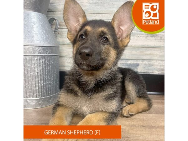 German Shepherd – 3110