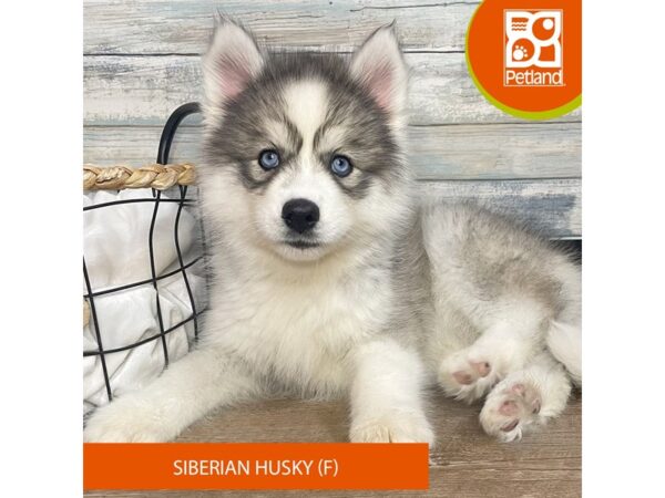 Siberian Husky – 3136