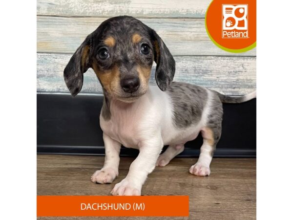 Dachshund – 3140