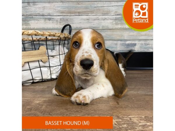 Basset Hound – 3144