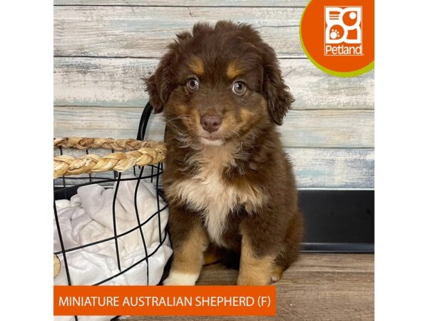 Miniature Australian Shepherd – 3148