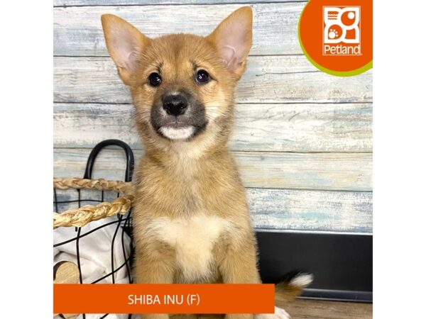 Shiba Inu – 3159