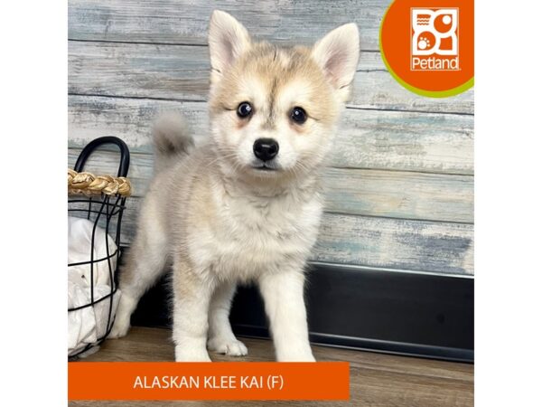 Alaskan Klee Kai – 3164
