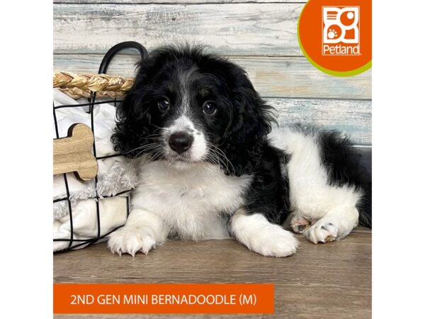 Bernadoodle – 3170