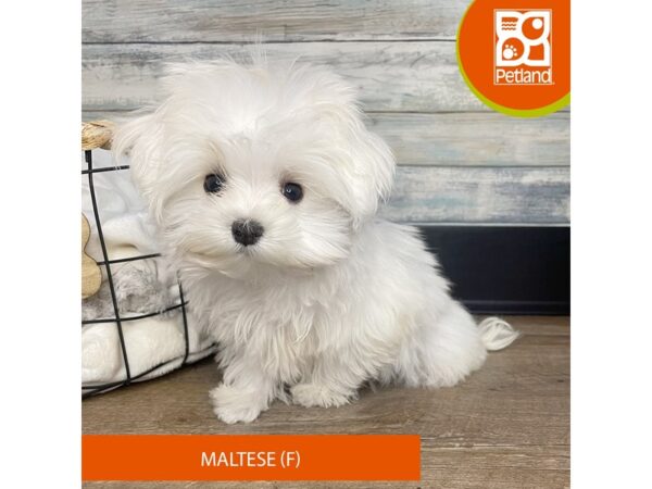 Maltese – 3193