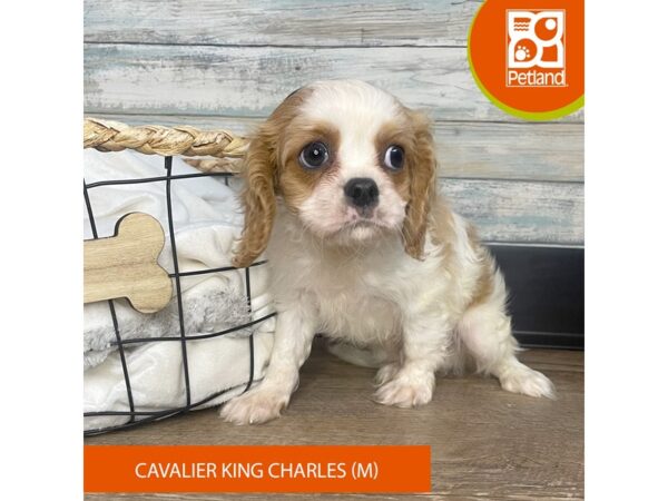 Cavalier King Charles Spaniel – 3195