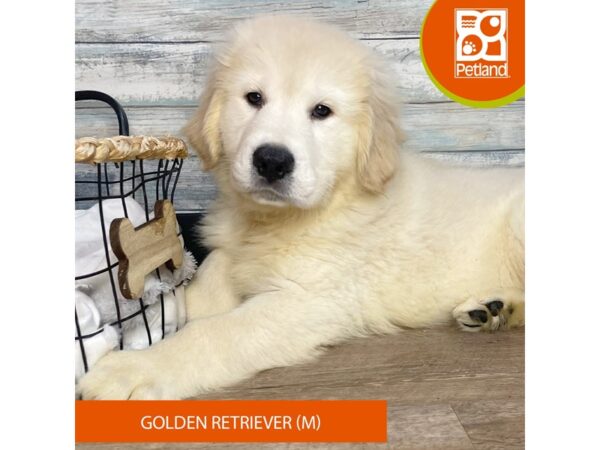 Golden Retriever – 3196