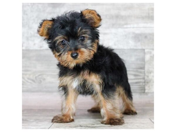 Yorkshire Terrier – 3203