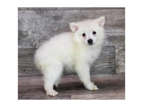 American Eskimo Dog – 3204