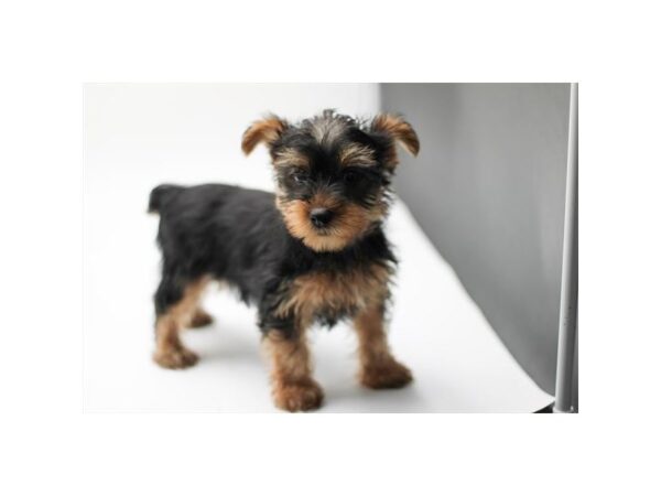 Yorkshire Terrier – 3205