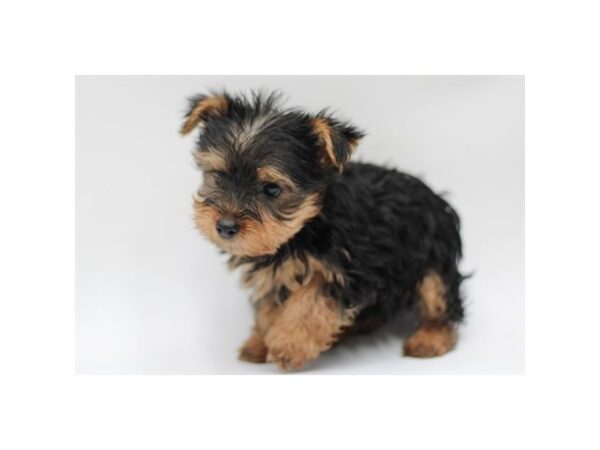 Yorkshire Terrier – 3206