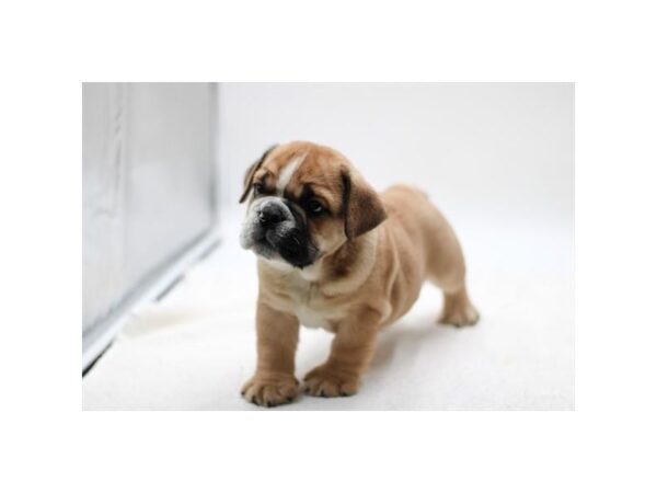 English Bulldog – 3207