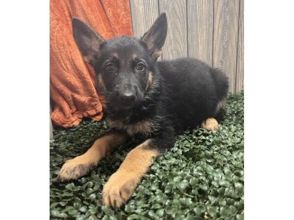 German Shepherd – 3208