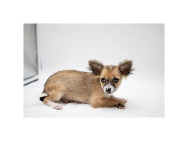 Chihuahua – 3213