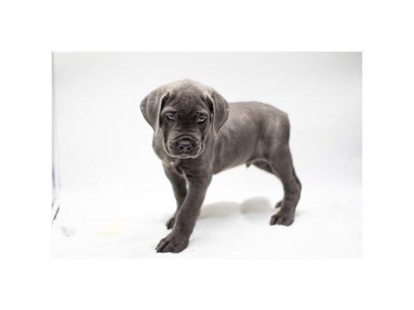Cane Corso – 3214