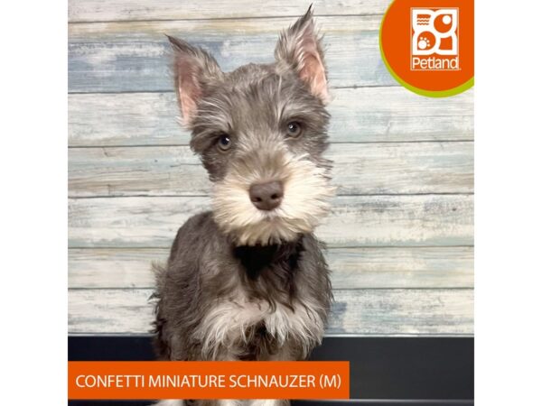 Confetti Mini Schnauzer – 3282