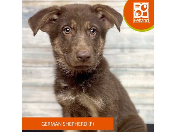 German Shepherd Dog – 3272