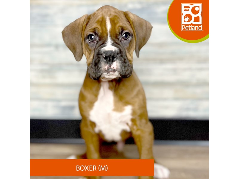 Boxer - 3278 Image #1