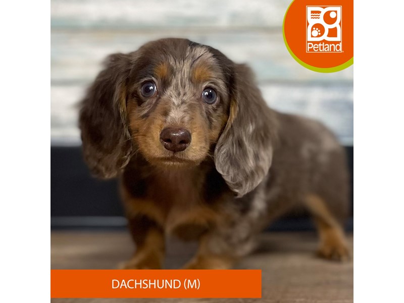 Dachshund - 3290 Image #1