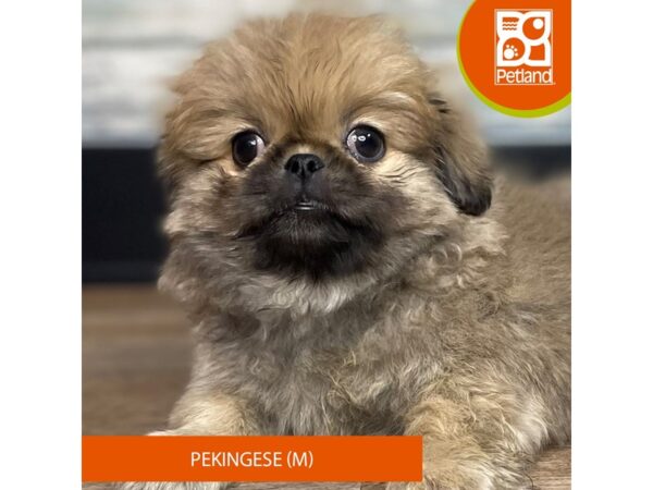 Pekingese – 3284