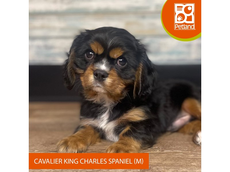 Cavalier King Charles Spaniel - 3295 Image #1