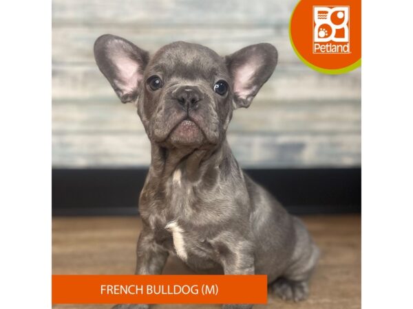 French Bulldog – 3297