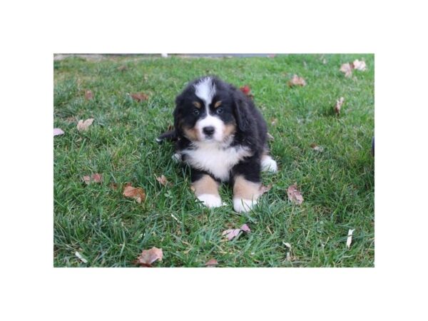 Bernese Mountain Dog – 3314