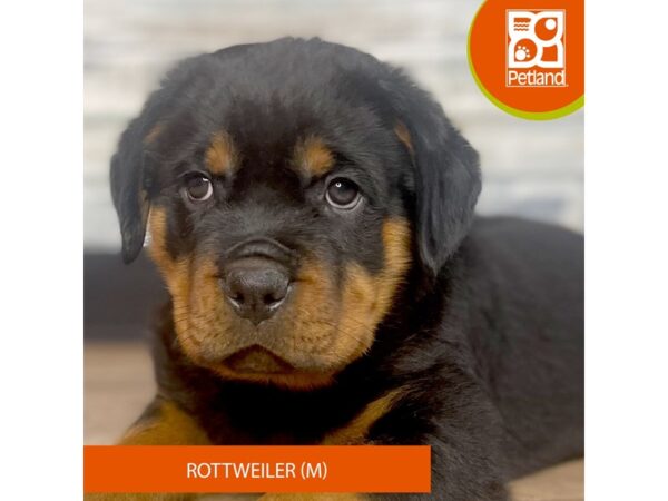 Rottweiler – 3315