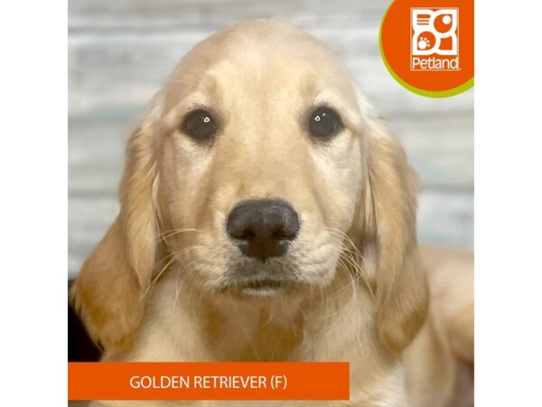 Golden Retriever – 3305