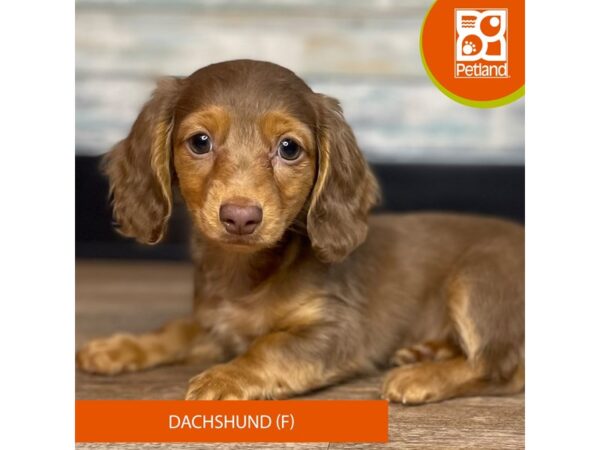 Dachshund – 3291