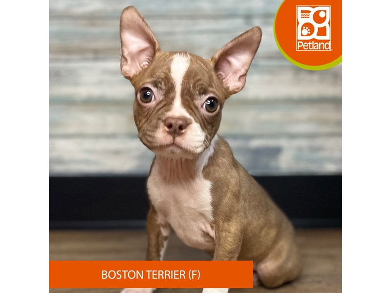 Boston Terrier - 3285 Image #1
