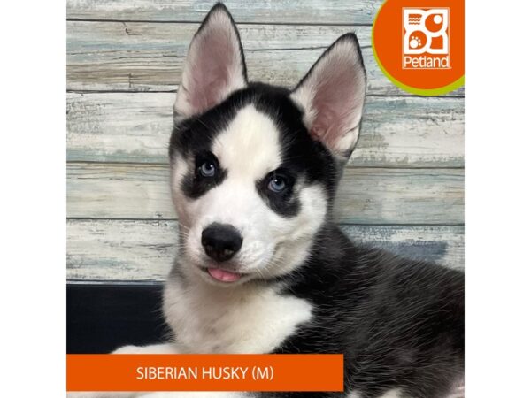 Siberian Husky – 3313