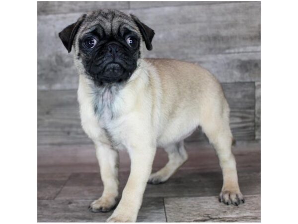 Pug – 3317