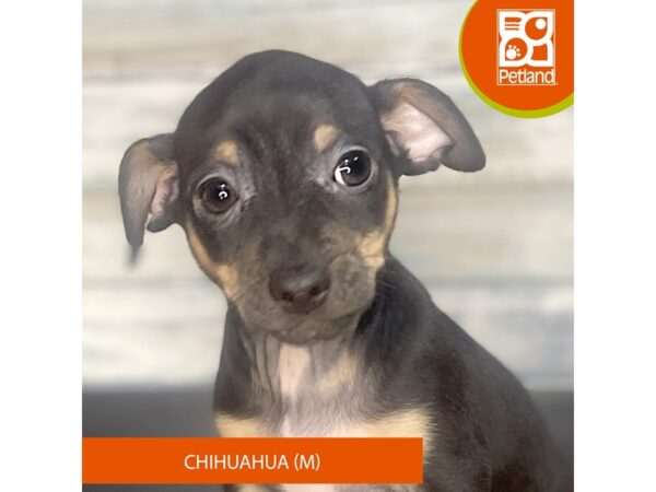Chihuahua – 3324
