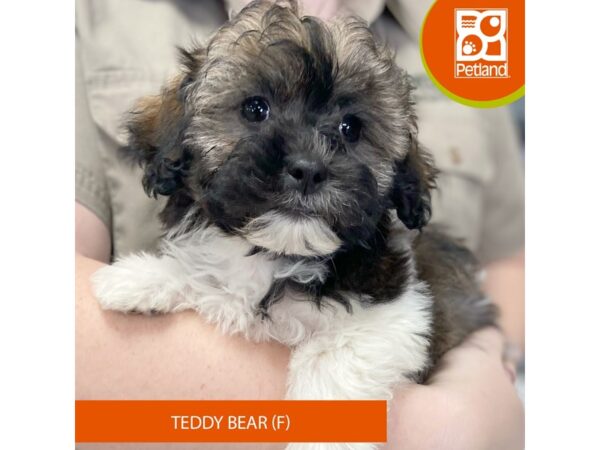 Teddy Bear – 3326
