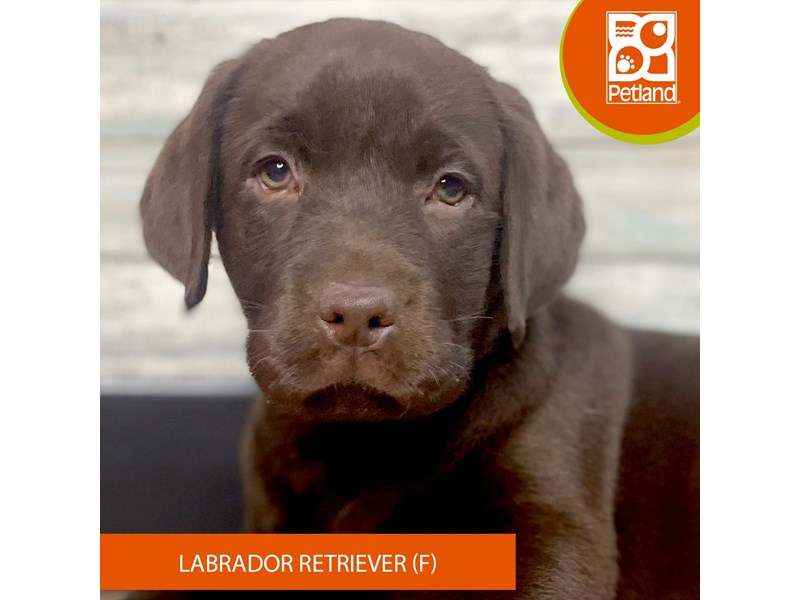Labrador Retriever Puppies For Sale Petland Eastgate, Ohio
