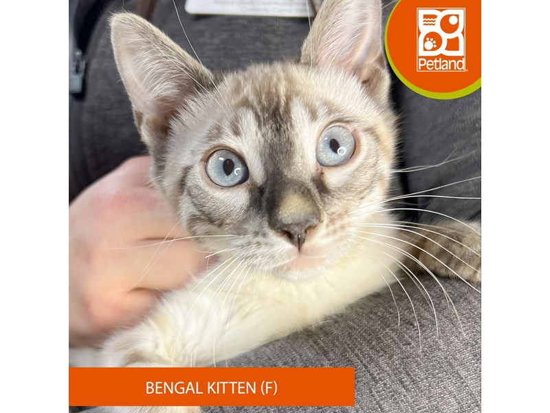 Available Pets Petland Eastgate, Ohio