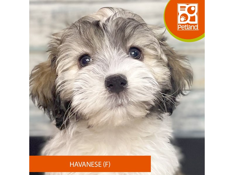 Available Pets Page 2 of 4 Petland Eastgate, Ohio