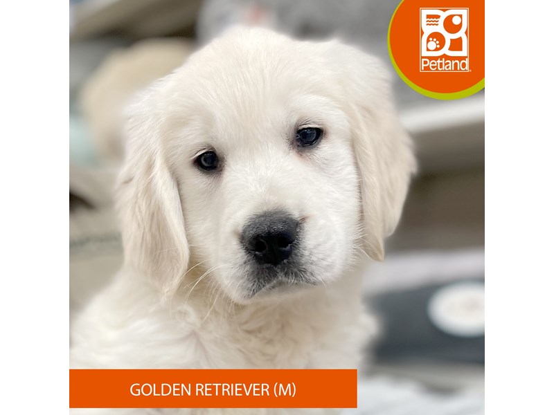 Available Pets Page 2 of 4 Petland Eastgate, Ohio