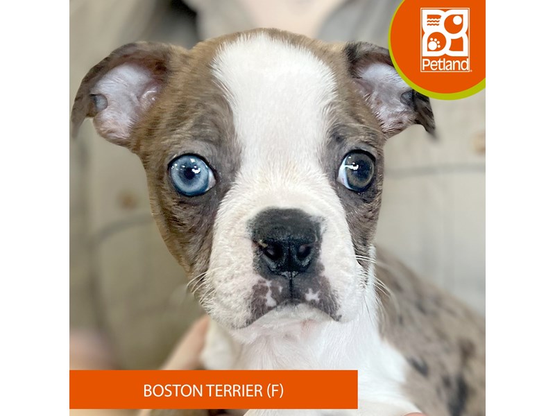 Boston Terrier Puppies For Sale Petland Eastgate, Ohio