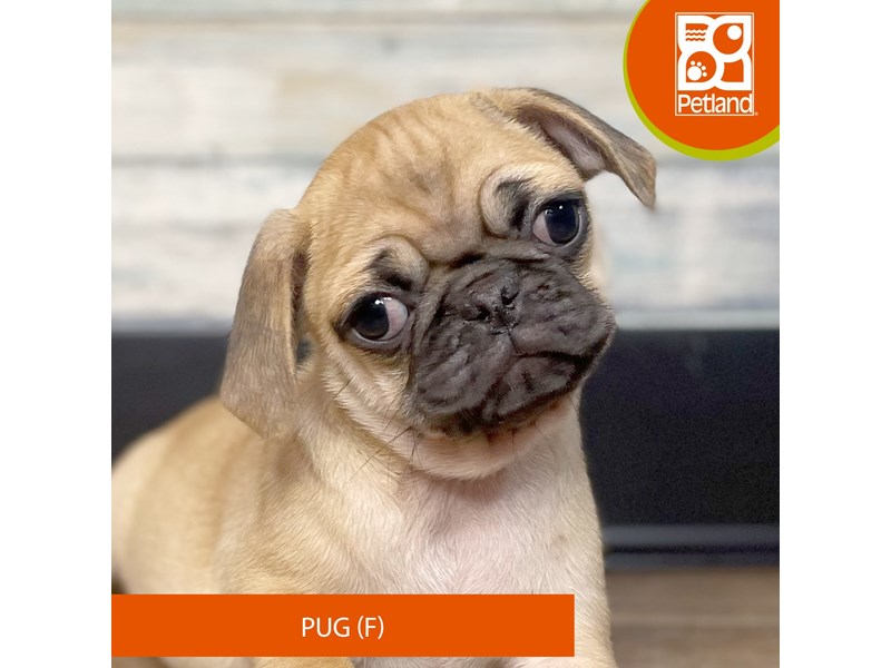 Available Pets Page 3 of 3 Petland Eastgate, Ohio