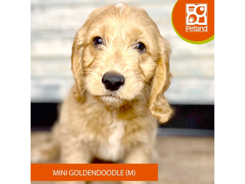 Available Pets Page 2 of 3 Petland Eastgate, Ohio