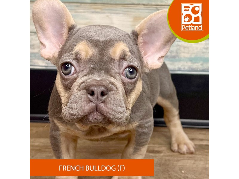 French Bulldog For Sale Petland Eastgate, Ohio