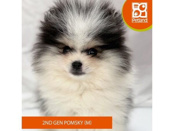 Pomsky 2nd Gen Puppy Chocolate Merle ID:2566 Located at Petland ...