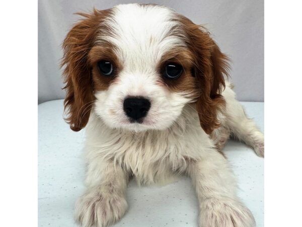 Cavalier King Charles Spaniel – 5170