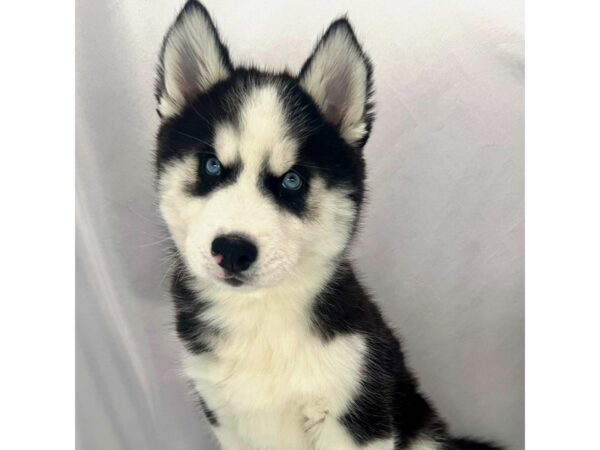 Siberian Husky – 5168