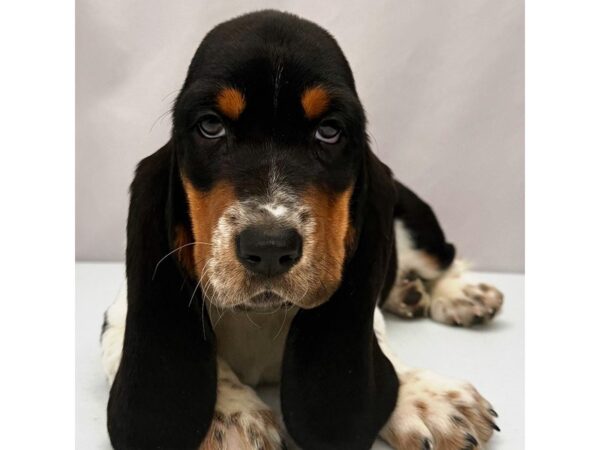 Basset Hound – 5182
