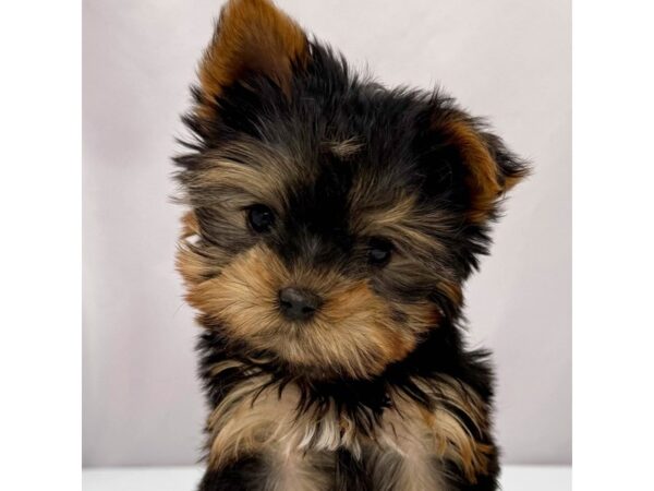 Yorkshire Terrier – 5178